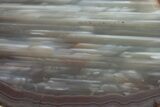 Polished Queensland Agate - Australia #323013-1